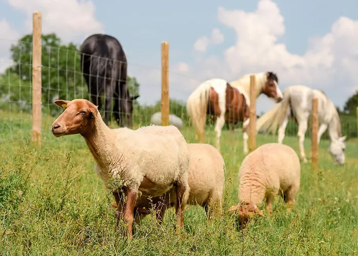 Nengshof Pusteblume Und Butterblume