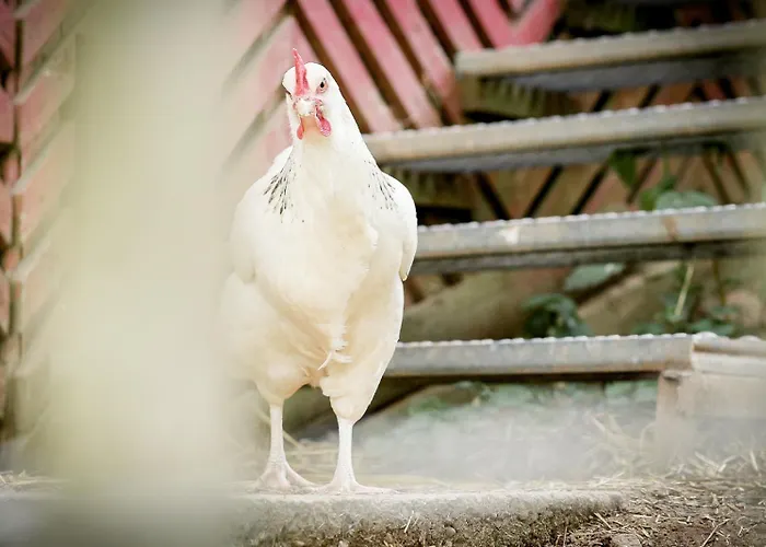 Апартаменты Nengshof Pusteblume Und Butterblume *