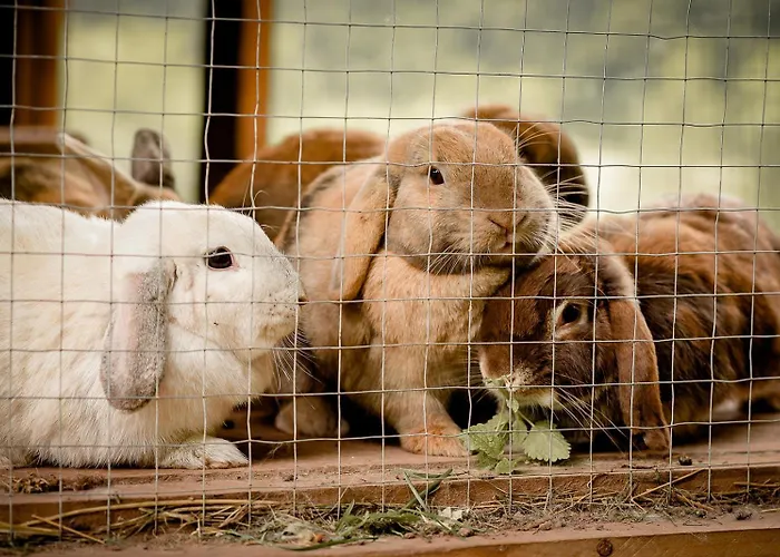 Апартаменты Nengshof Pusteblume Und Butterblume *