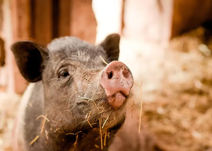 Nengshof Pusteblume Und Butterblume * Висмансдорф