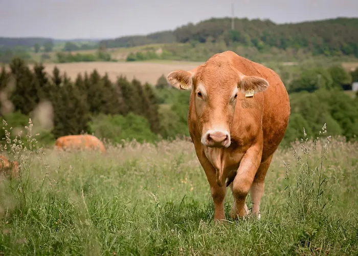 Nengshof Pusteblume Und Butterblume