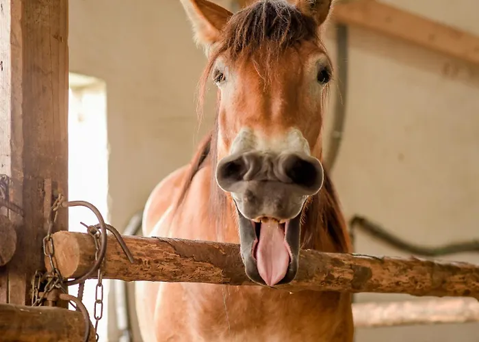Nengshof Pusteblume Und Butterblume *